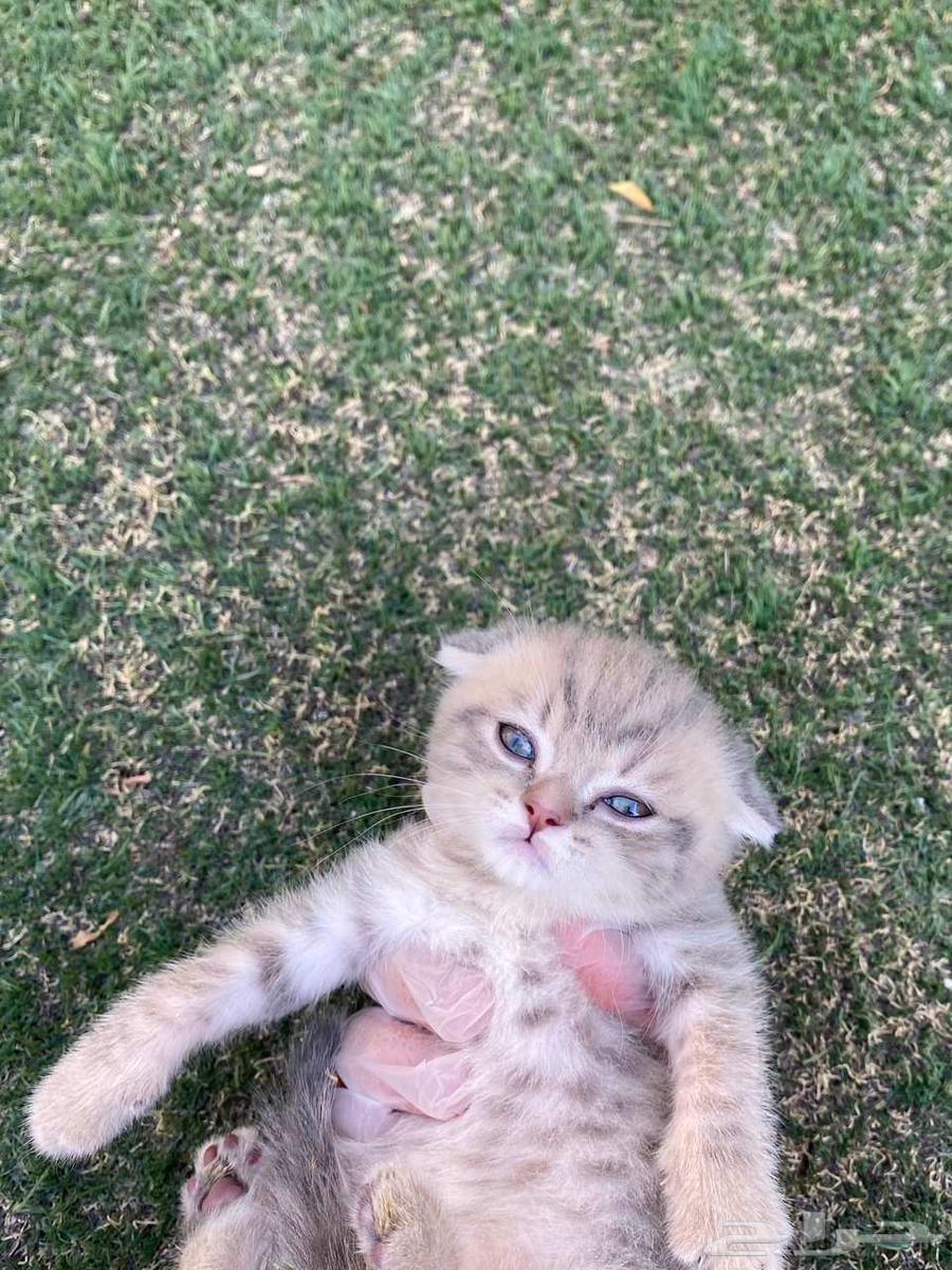 Scottish Fold kittens for sale, no adoption64374612859907114