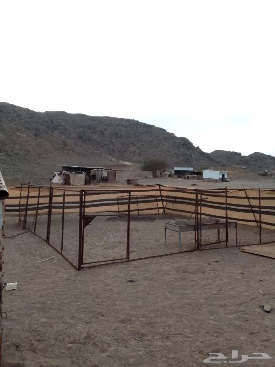 شبوك حلال للبيع64374466339203113