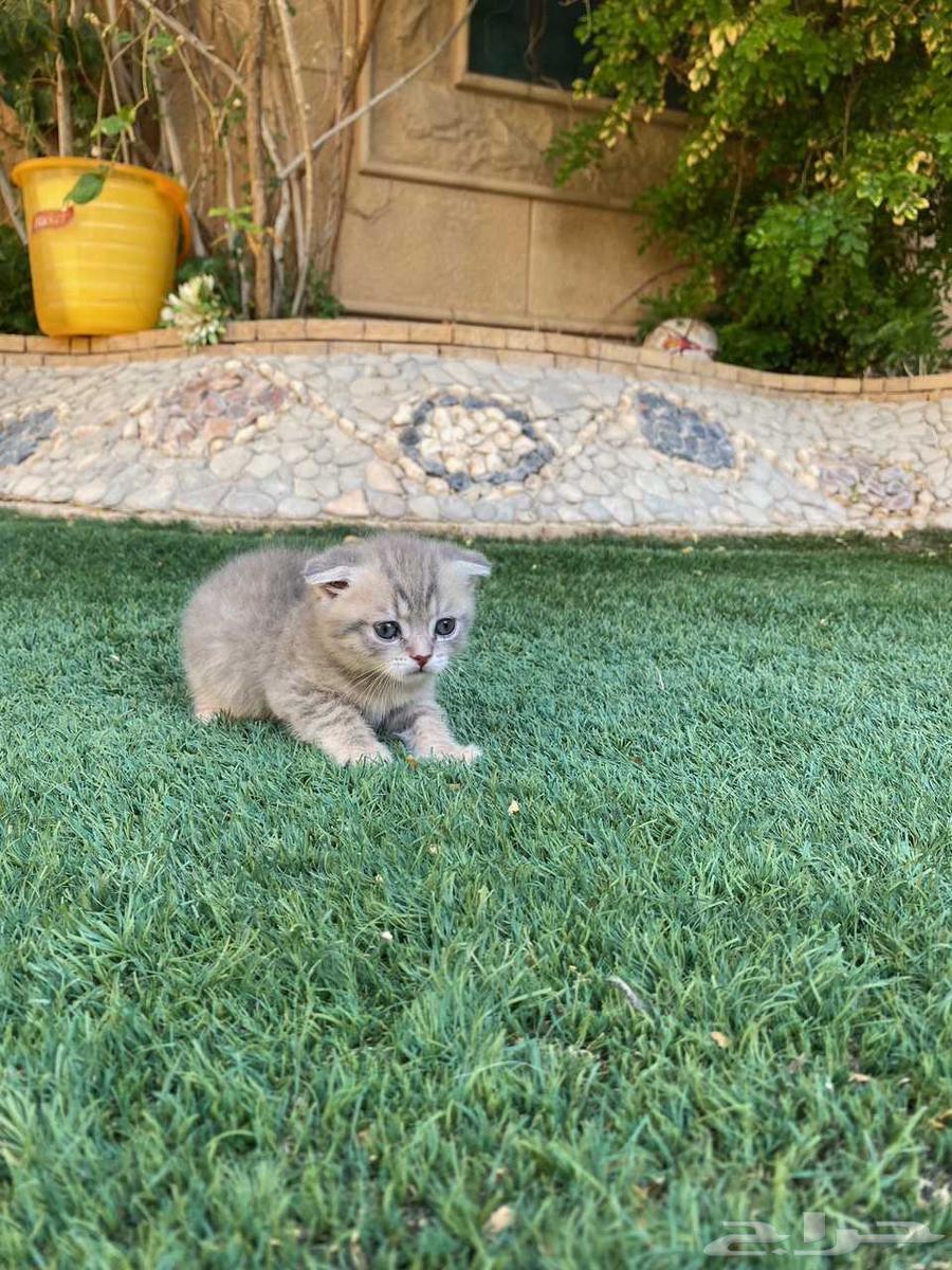 Scottish Fold kittens for sale, no adoption64374612859907113