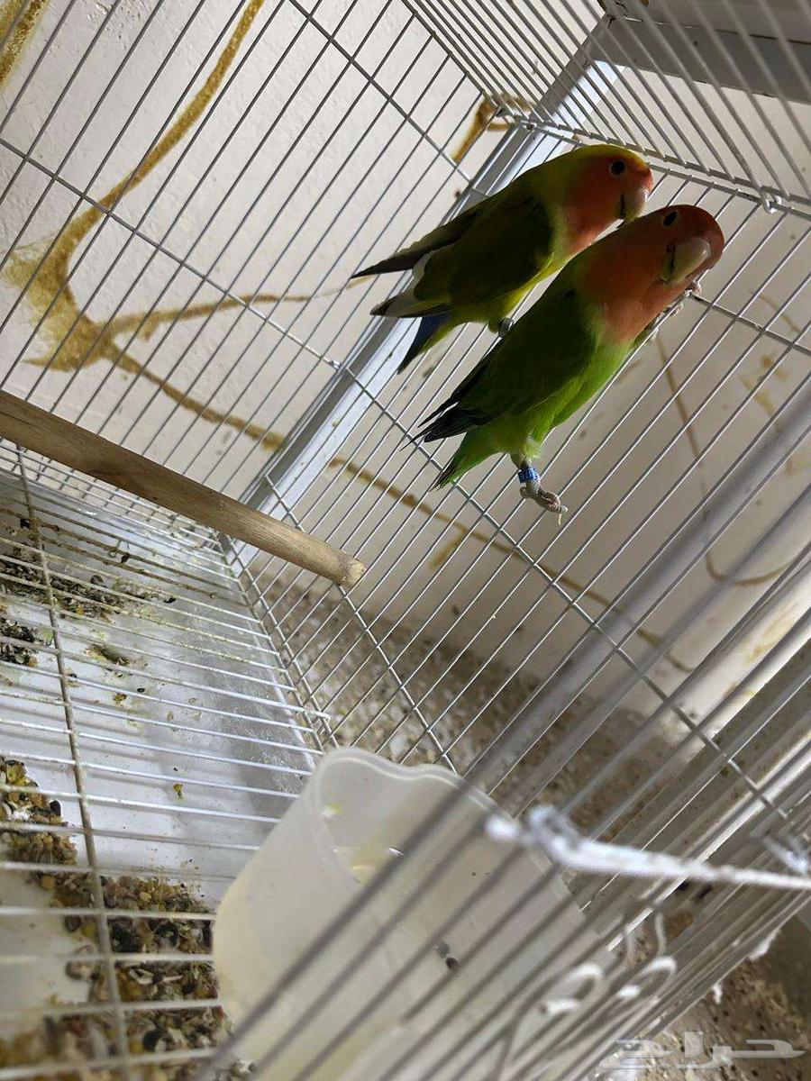 جوز روز بفروخه64366805145091110