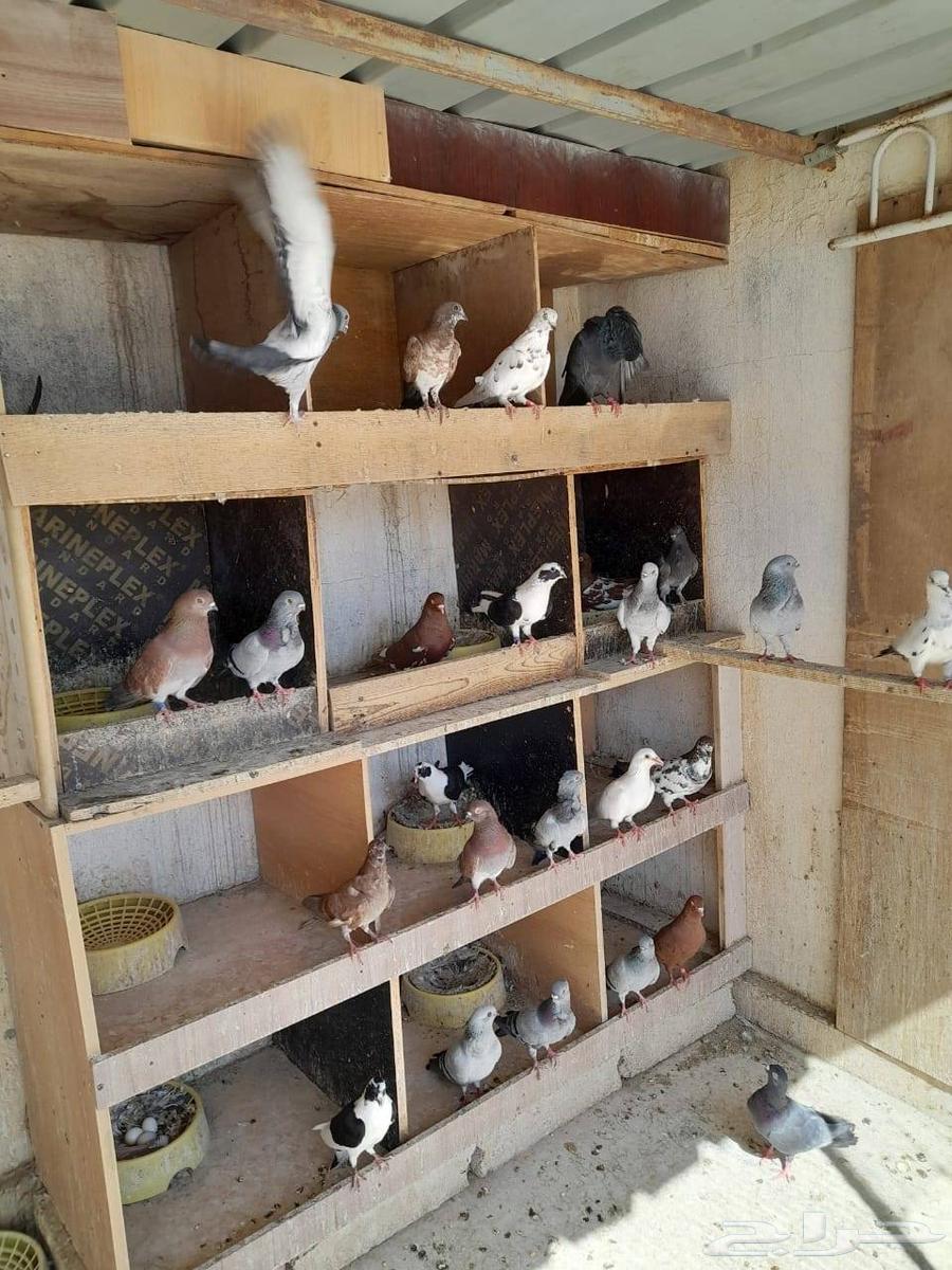 حمام للبيع64376720483842114