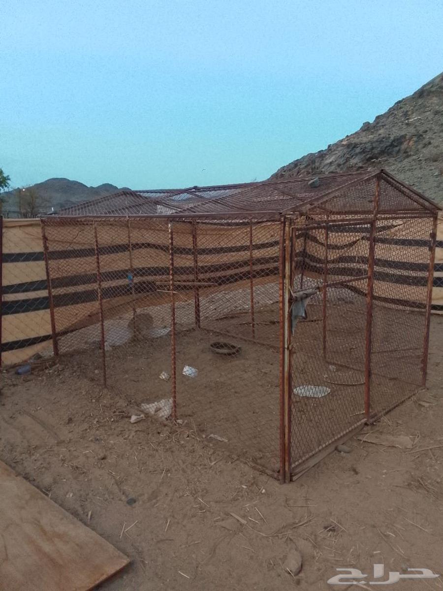 شبوك حلال للبيع64374466339203112