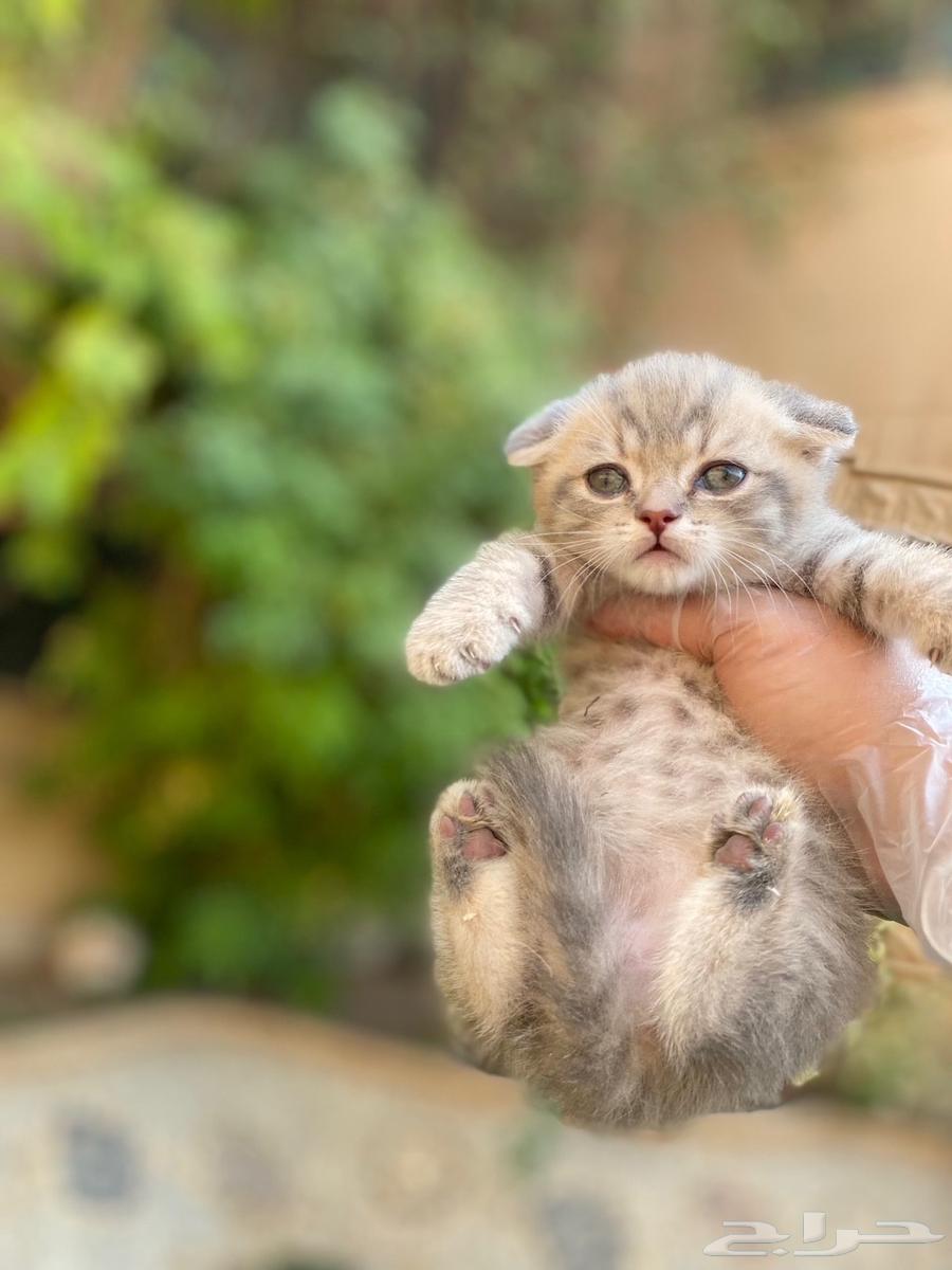 Scottish Fold kittens for sale, no adoption64374612859907111