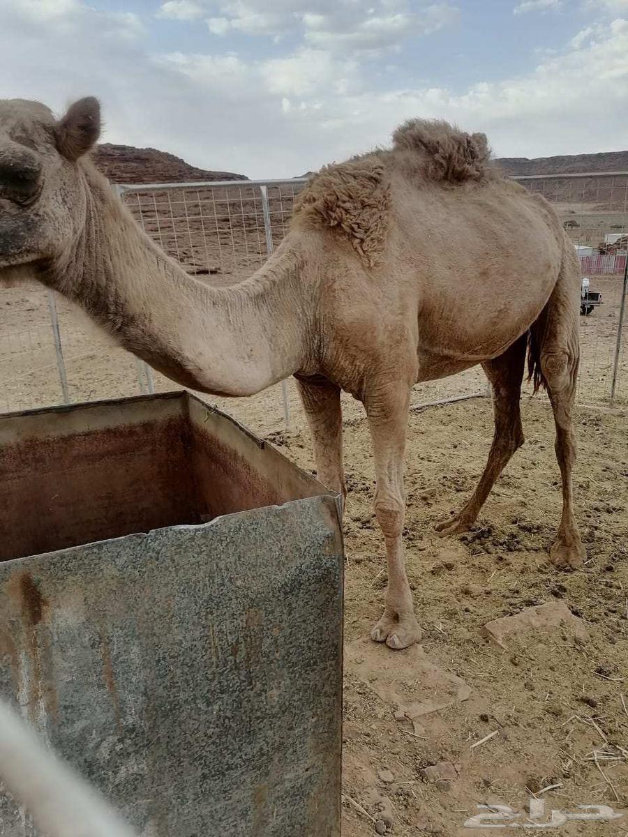 للبيع ناقه حايل.64371133156866111