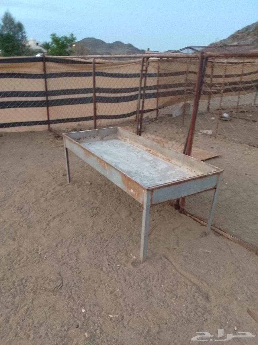 شبوك حلال للبيع64374466339203114