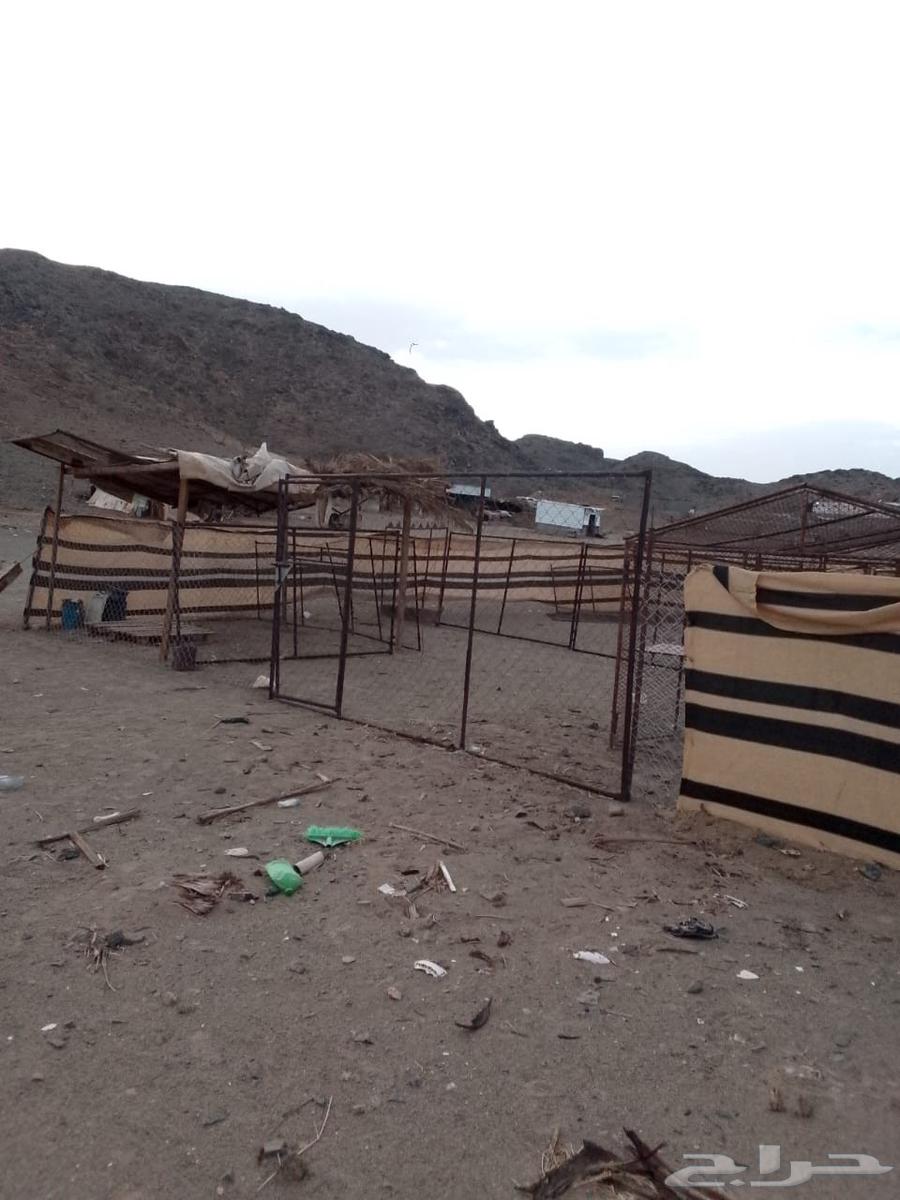 شبوك حلال للبيع64374466339203110