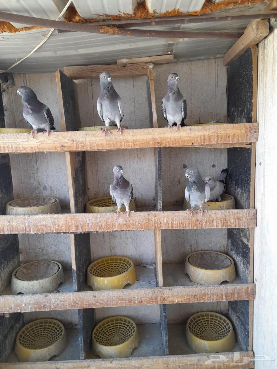 حمام للبيع64376720483842111