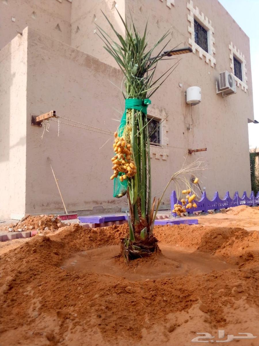 نخل مثمر للبيع نخيل اخلاص سكري برحي صقعي هلالي مجدول سلاطين64376200521345111