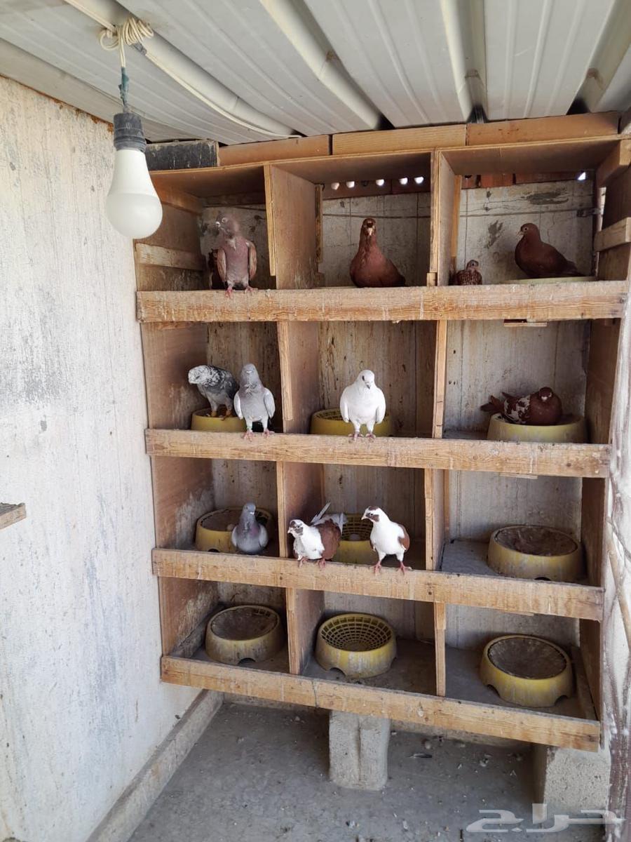 حمام للبيع64376720483842110