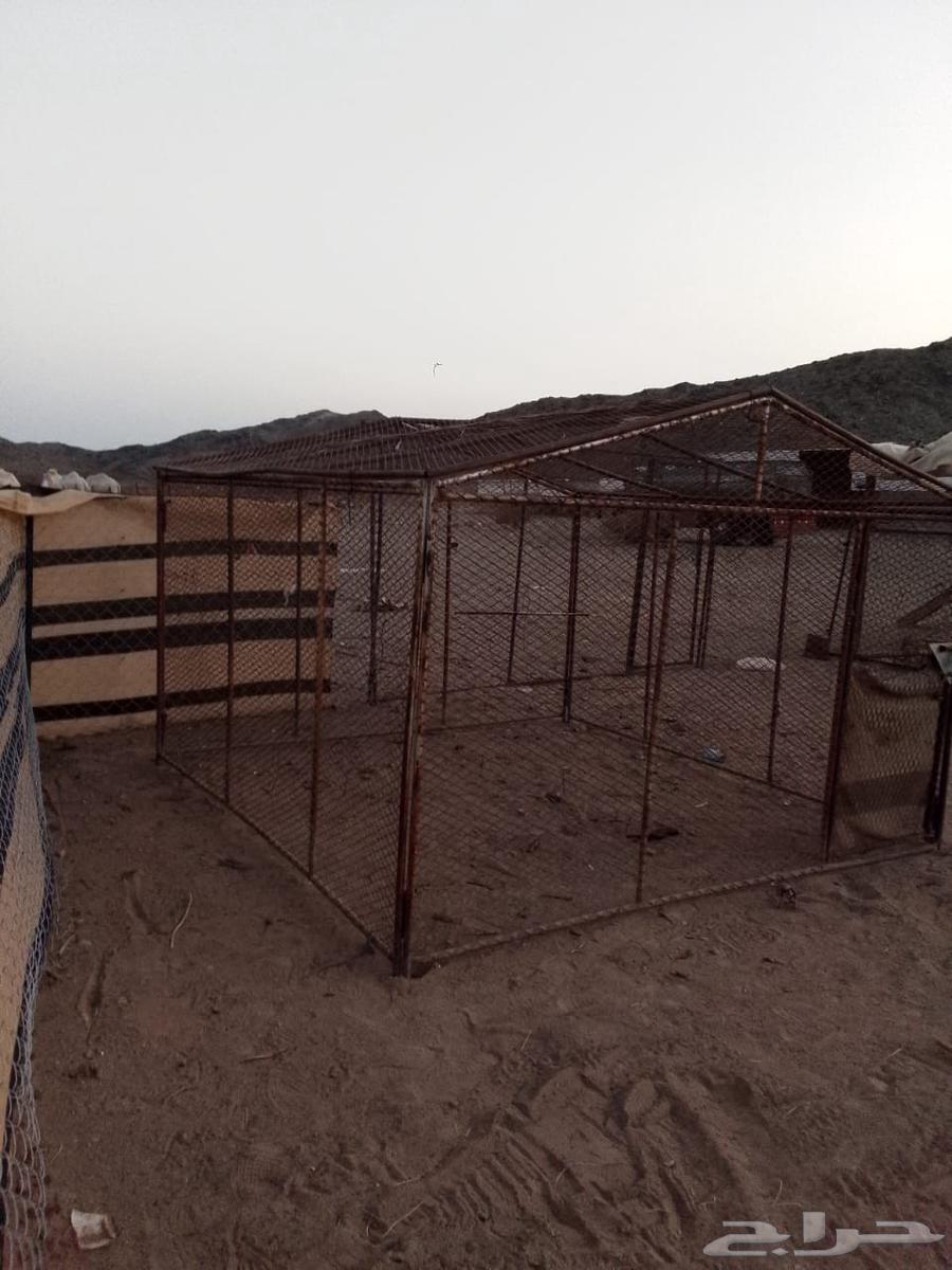 شبوك حلال للبيع64374466339203111