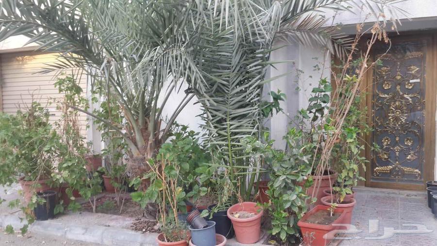 شركة تنظيف فلل شقق منازل رش مبيدات غسيل خزانات مجالس موكيت63613927404419113