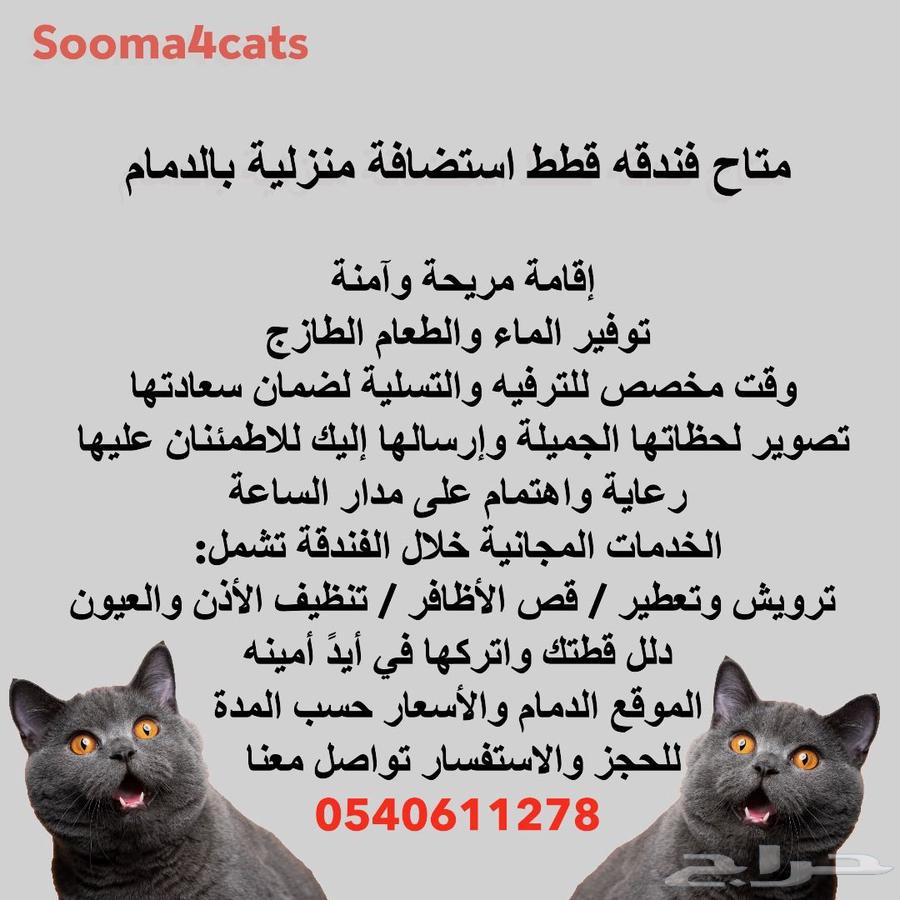 Pistachio.. Cats.. Home Hosting63613923856257118