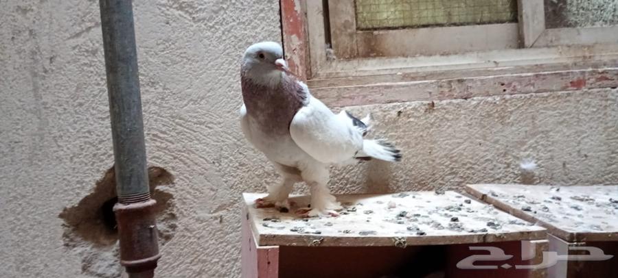 للبيع انثى تركي63866284947585110