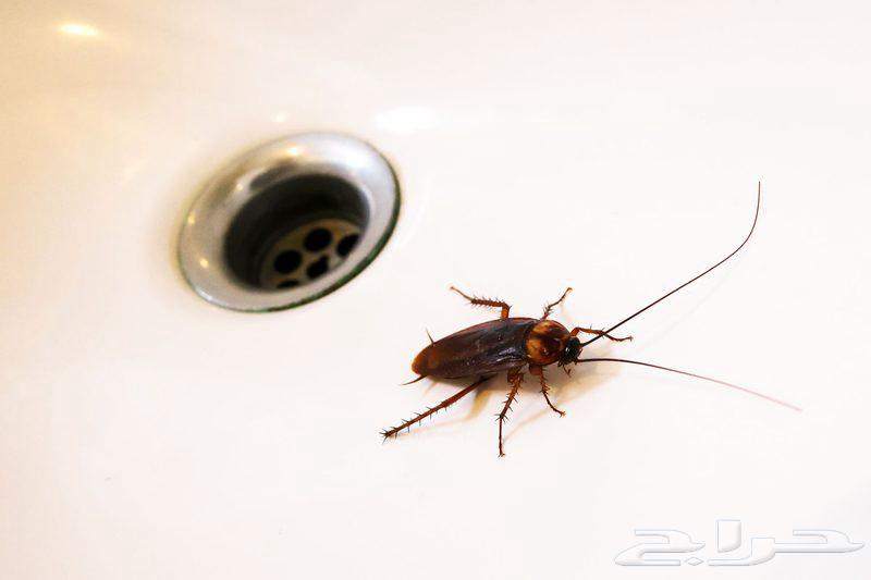 Pest Control Company in Dammam - Insecticide Spraying, Insecticides, Insects63613906062083114