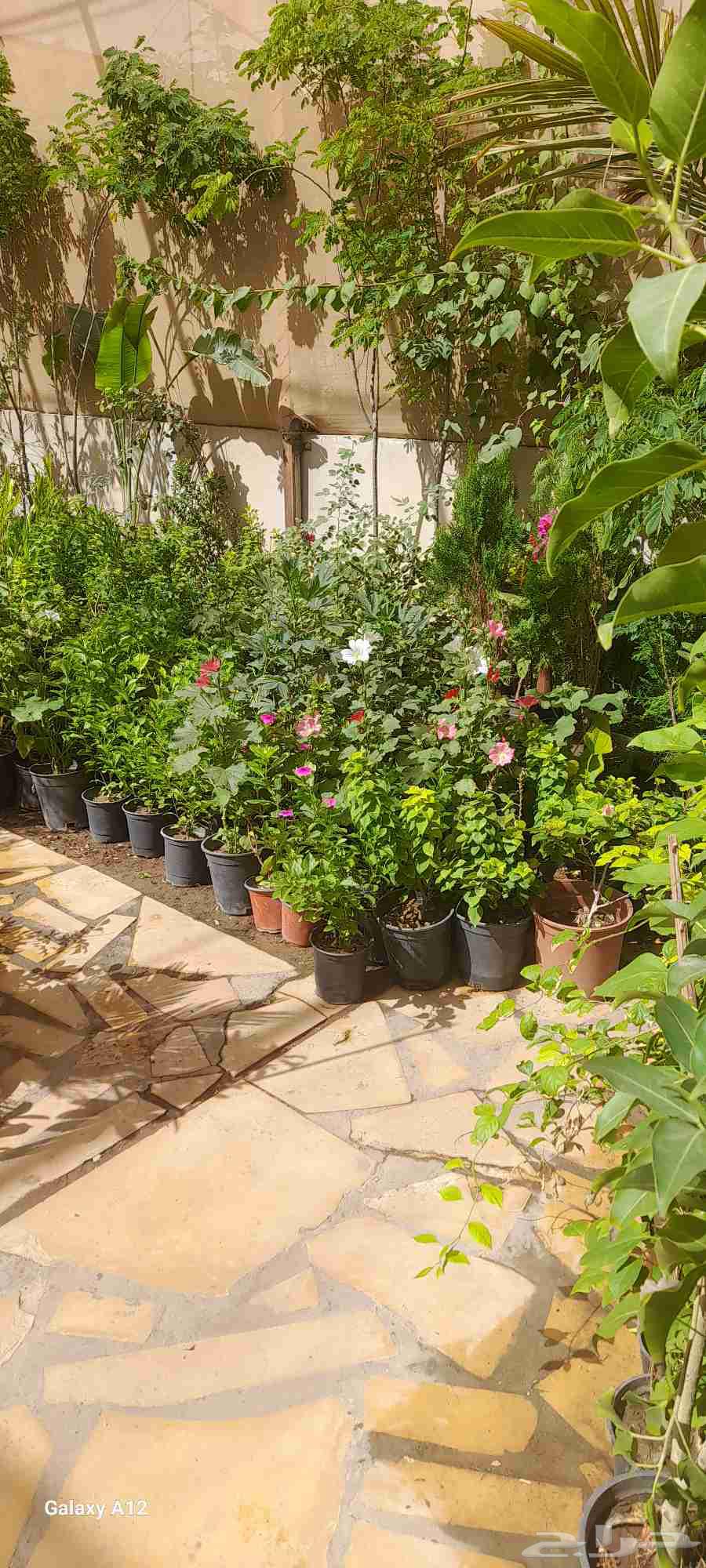 تنسيق حدائق64225271698689110