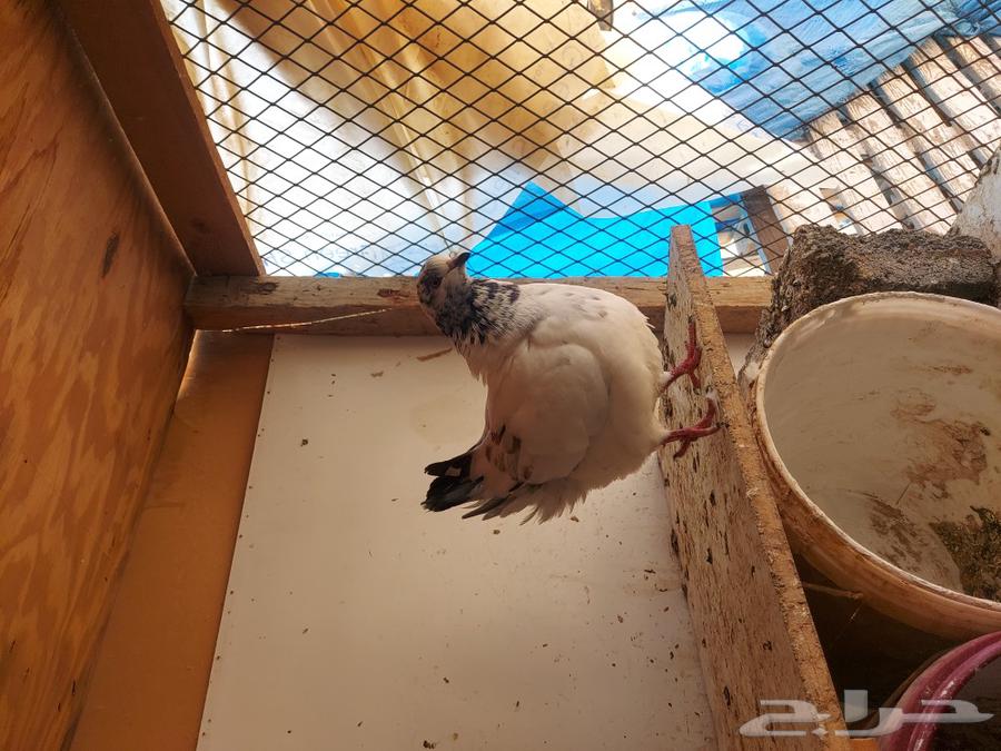 Couple and family hammam with large sizes and production
The couple from 150 SAR final..64381013147139112