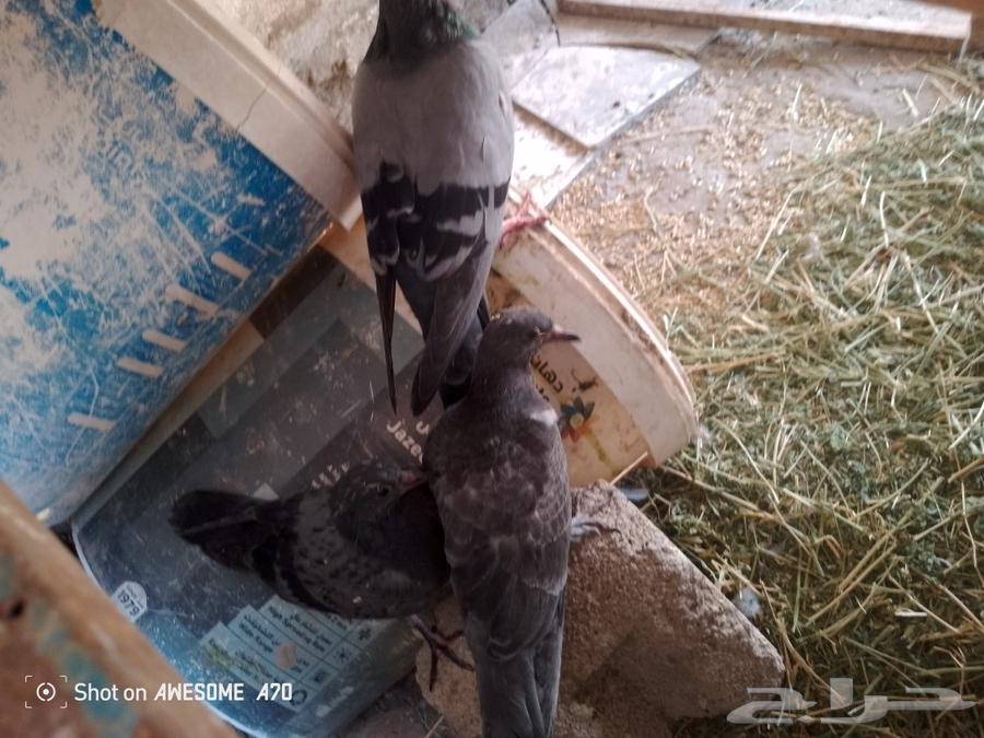 حمام للبيع64388482220033110