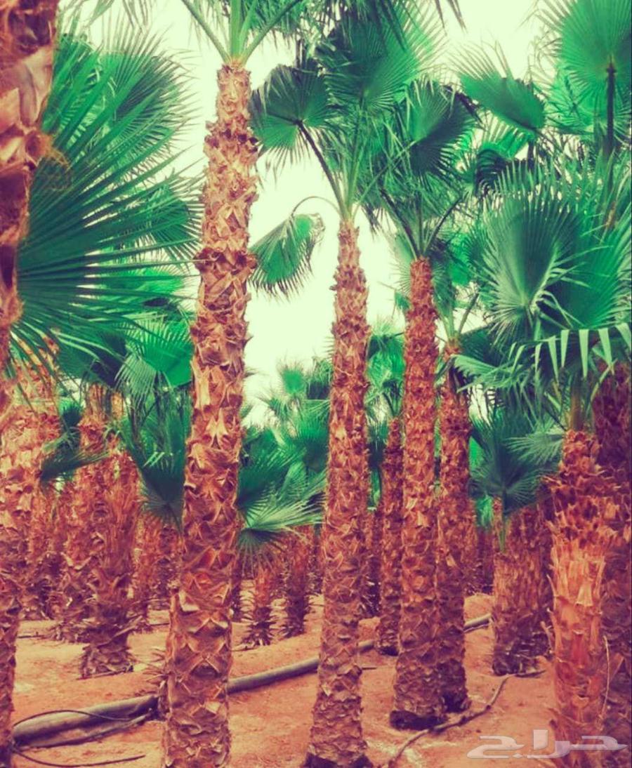 نخل واشنطني زينه للبيع واشنطنيا ملكي ابو مروحه يوجد نخل مثمر64387550706818111