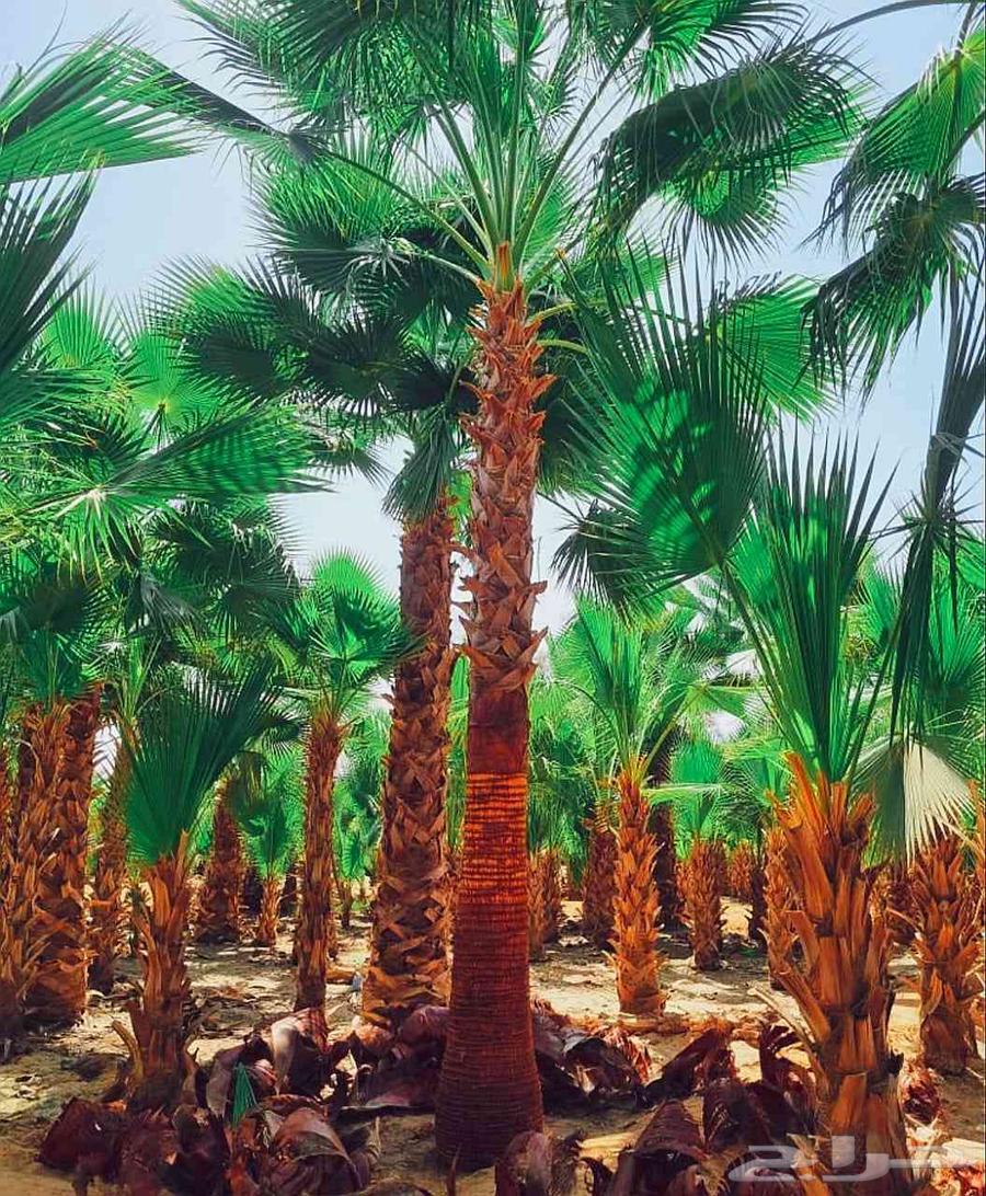 نخل واشنطني زينه للبيع واشنطنيا ملكي ابو مروحه يوجد نخل مثمر64387550706818110