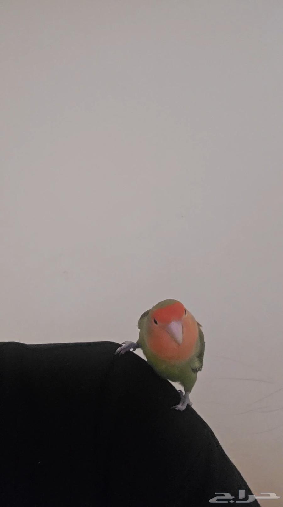 روز ذكر جاهز للانتاج ((تم البيع))64374290146049111