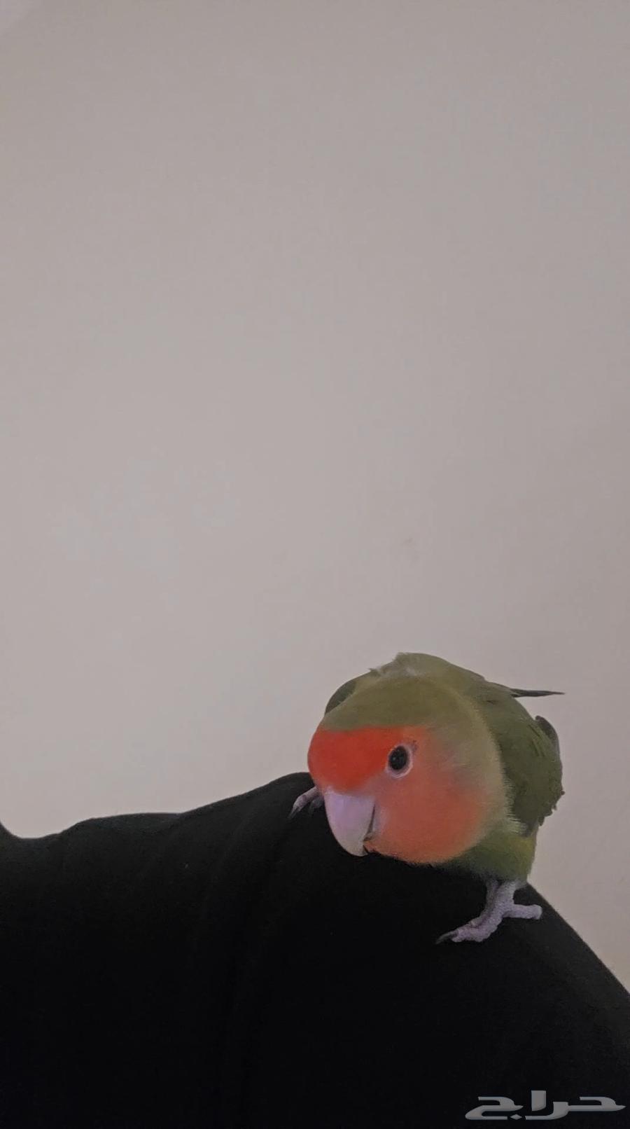 روز ذكر جاهز للانتاج ((تم البيع))64374290146049110