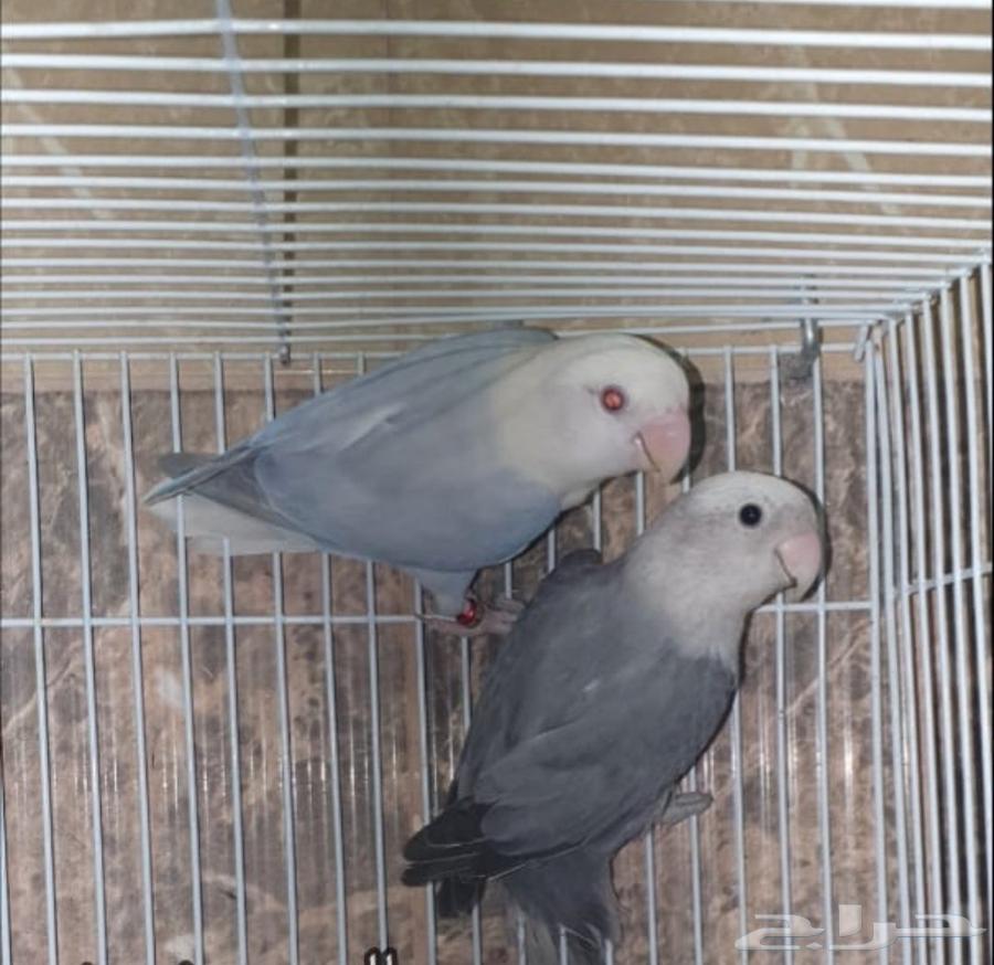 جوز بادجي مع فرخين وجوز روز مع ملحقاته64385091492739113