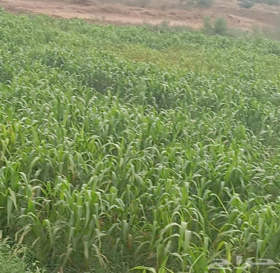 There are implants and WB at reasonable prices, those who want to contact privately64377432987777110