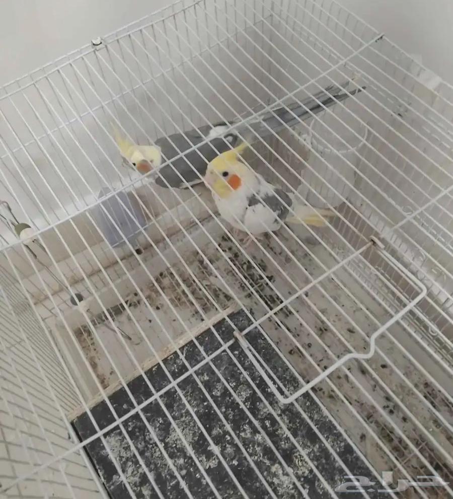 جوز كروان للبيع منتج الذكر الليف الأنثى نص ونص64389529930497110