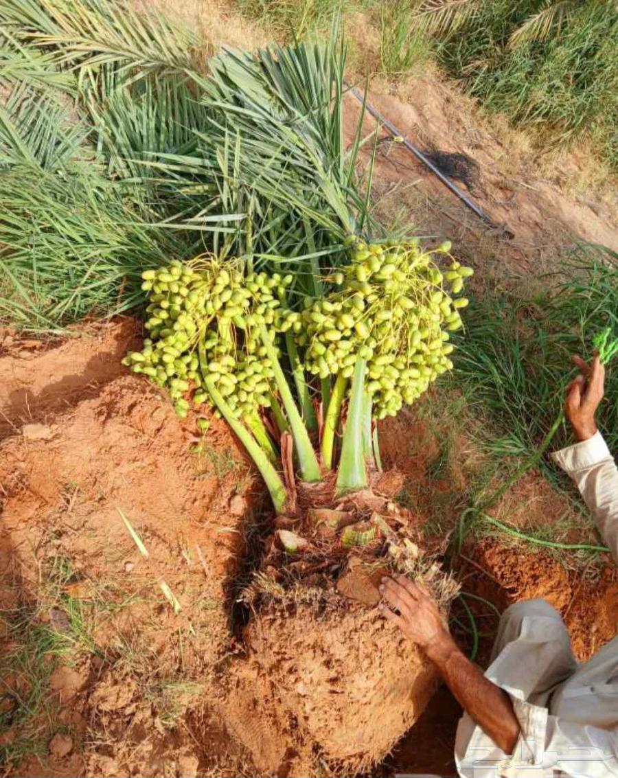 Fruit-bearing date palms for sale: Khalas, Barhi, Hilali, Sukkari, Sagie, Washingtonian date palms, ornamental64382473732739110