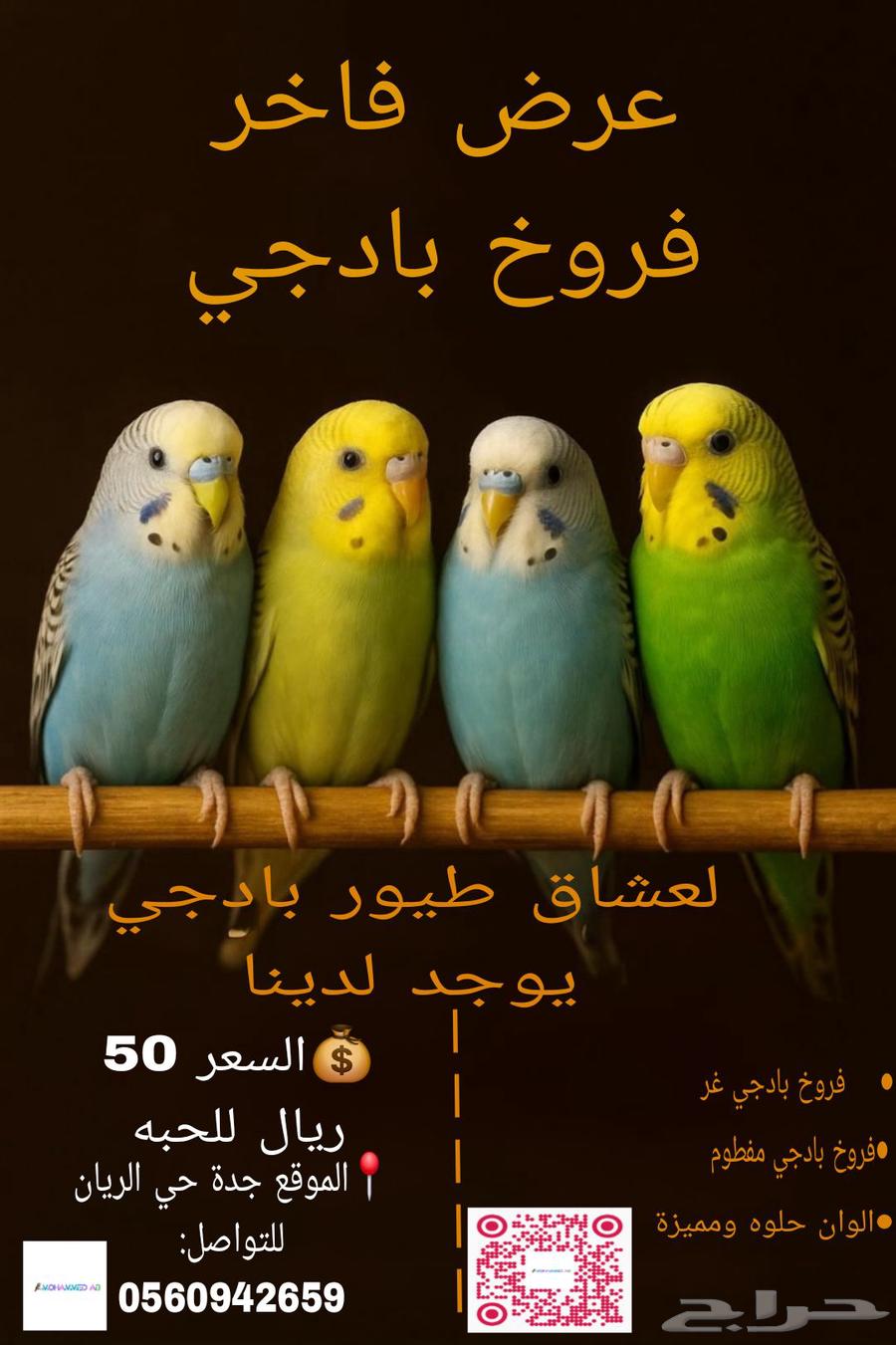 فروخ بادجي الوان مميزة للبيع64388647087617114