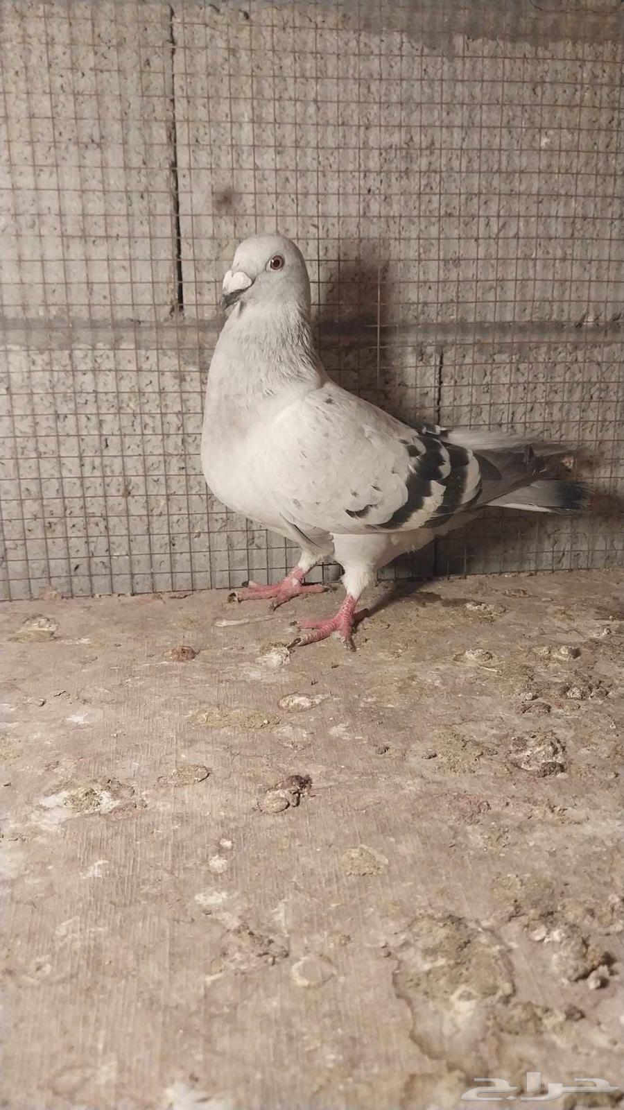 للبيع زاجل64380765029121112