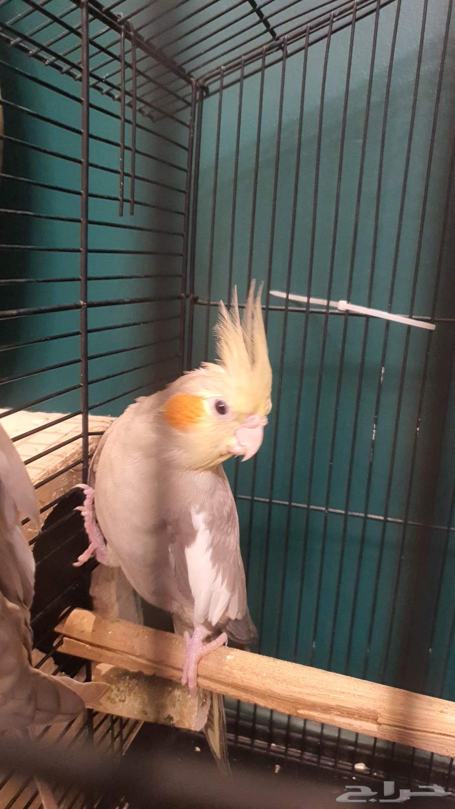 ببغاء كروان64390375093763111