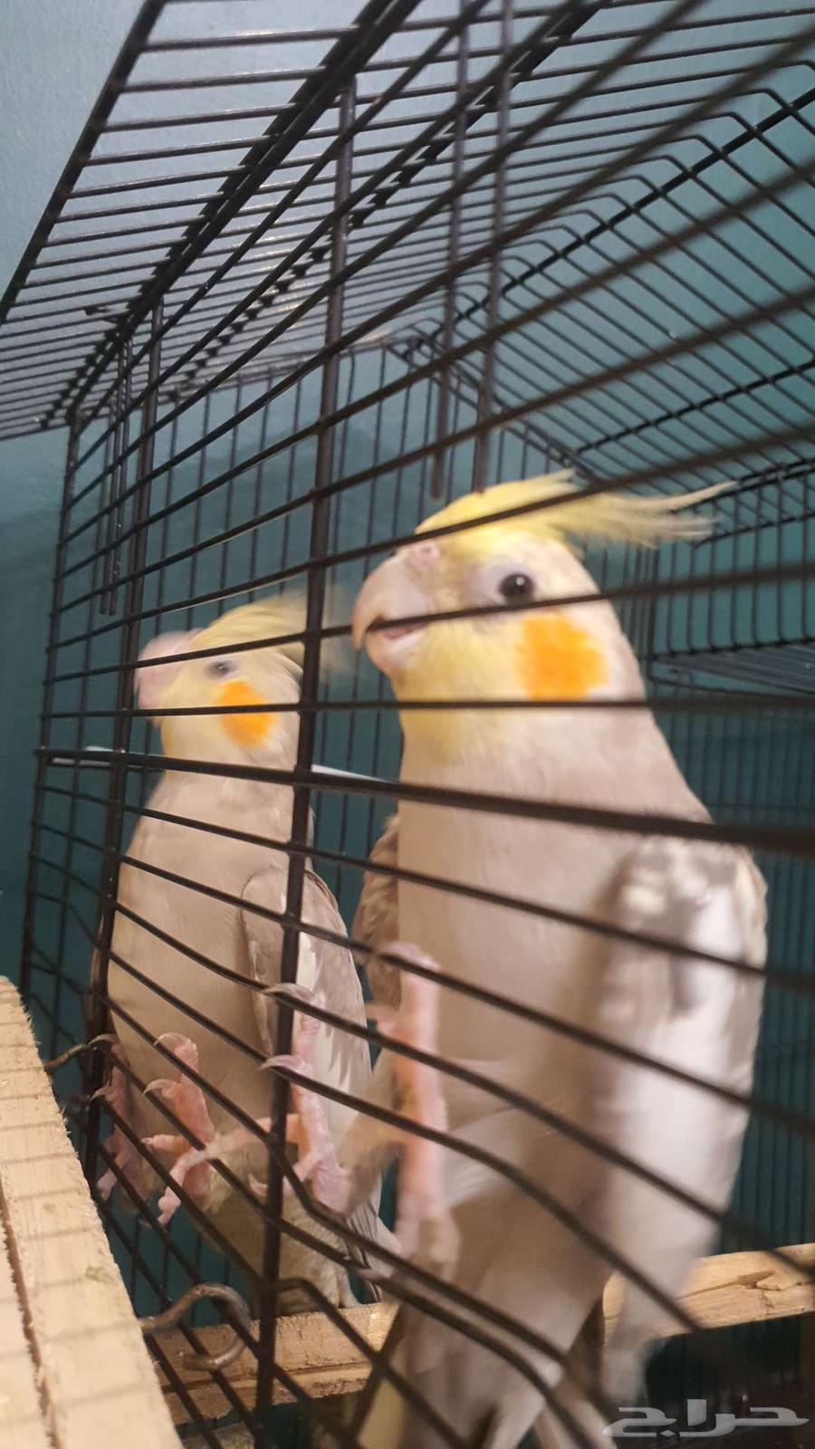 ببغاء كروان64390375093763110