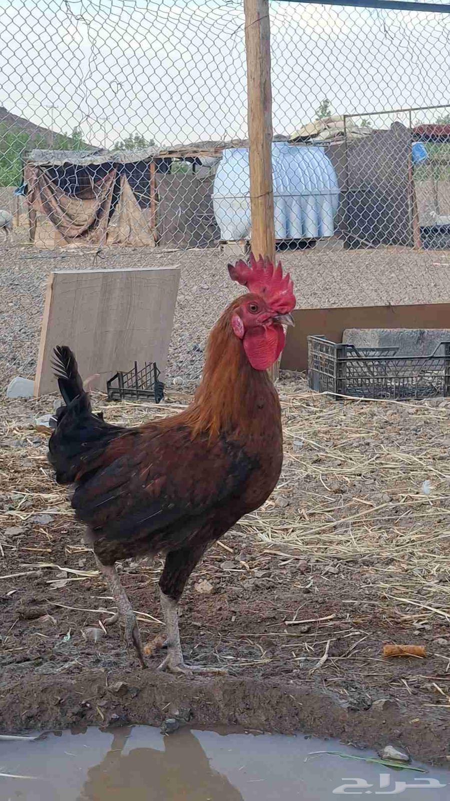 ديك بلدي64387732361345111