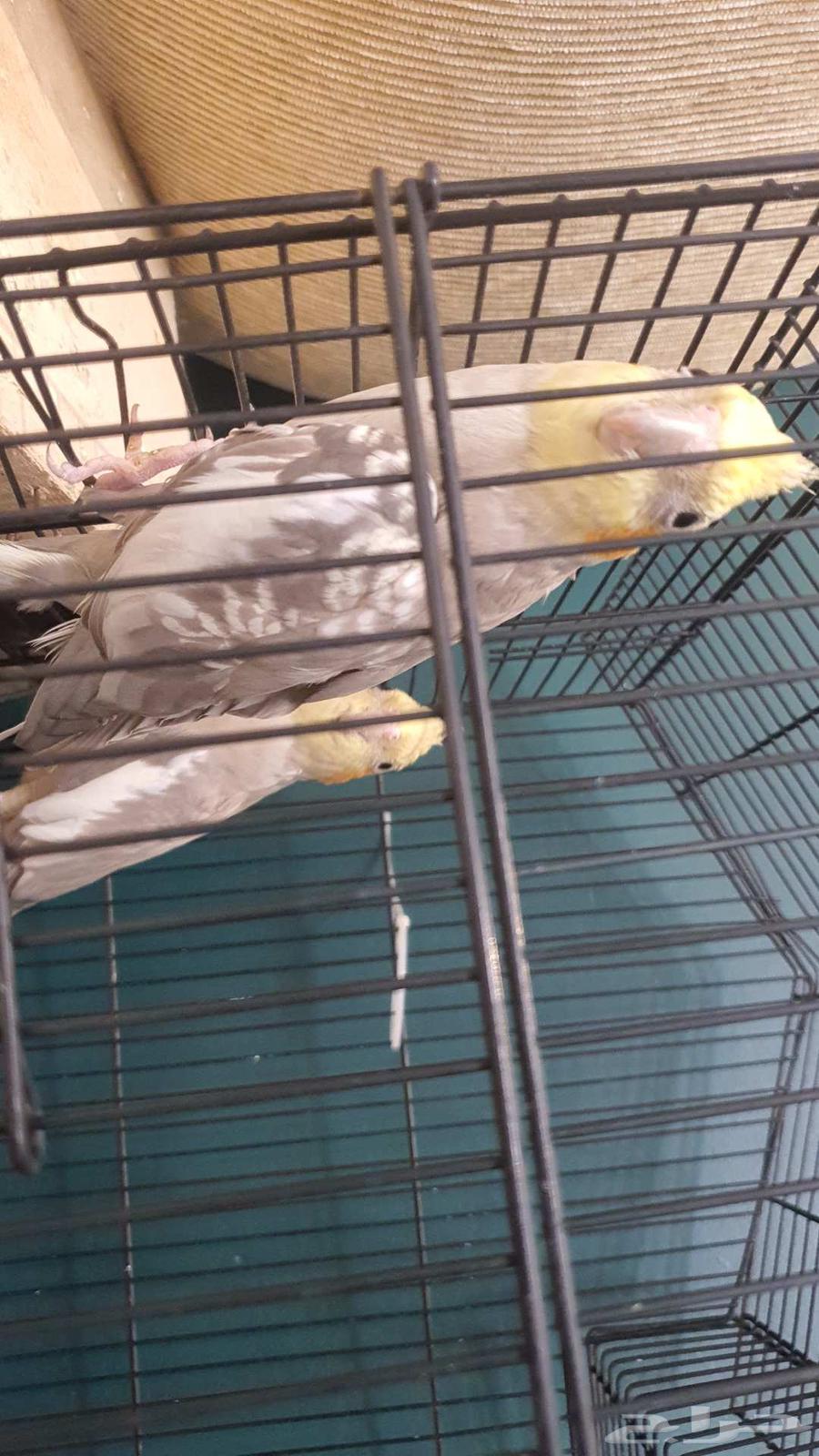 ببغاء كروان64390375093763112