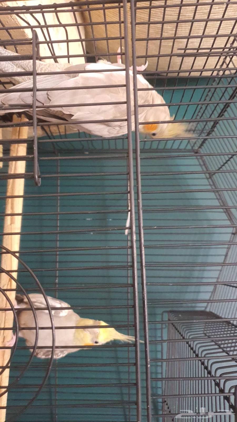 ببغاء كروان64390375093763113