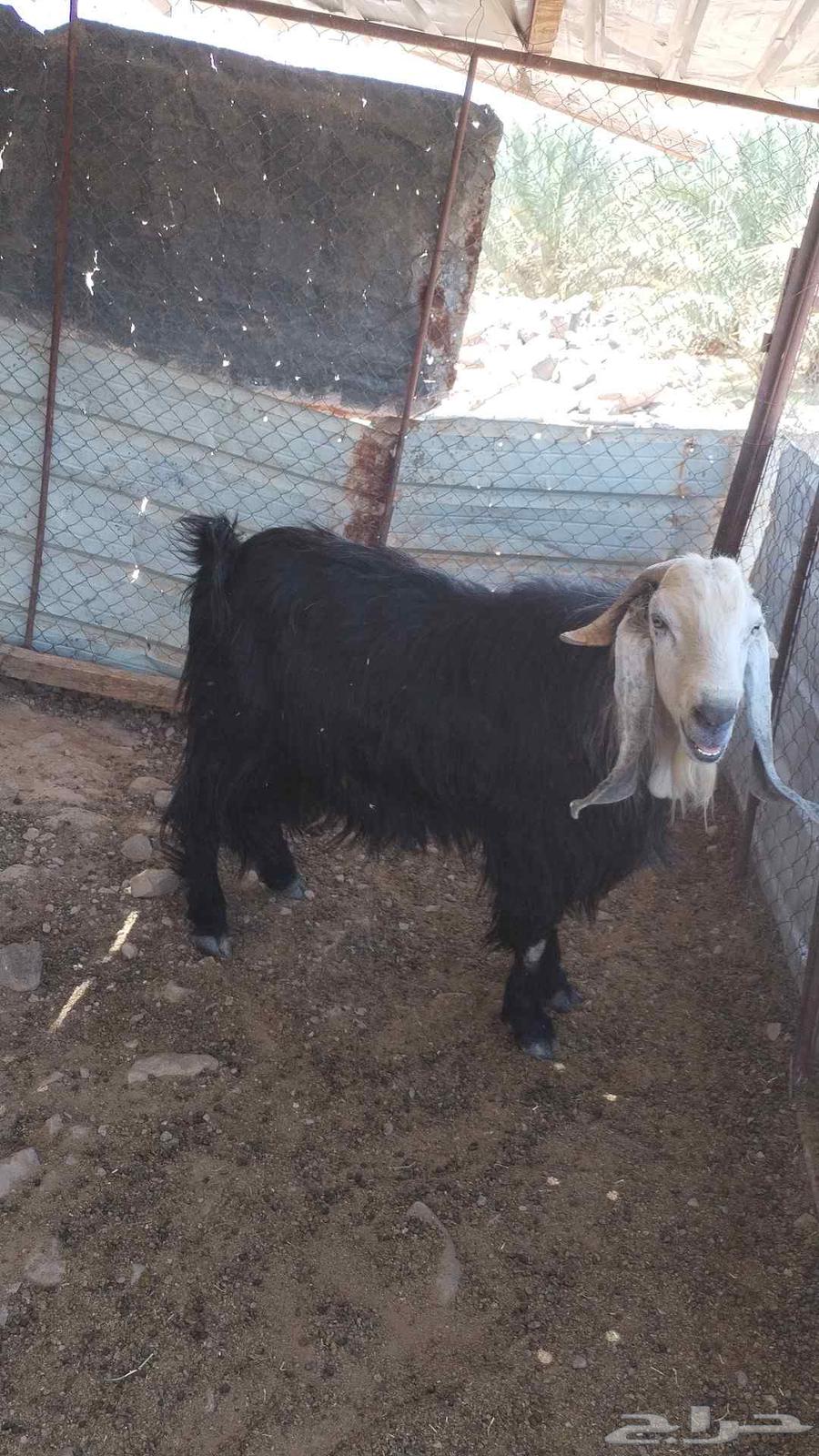 للبيع تيس فحل64382486870658110