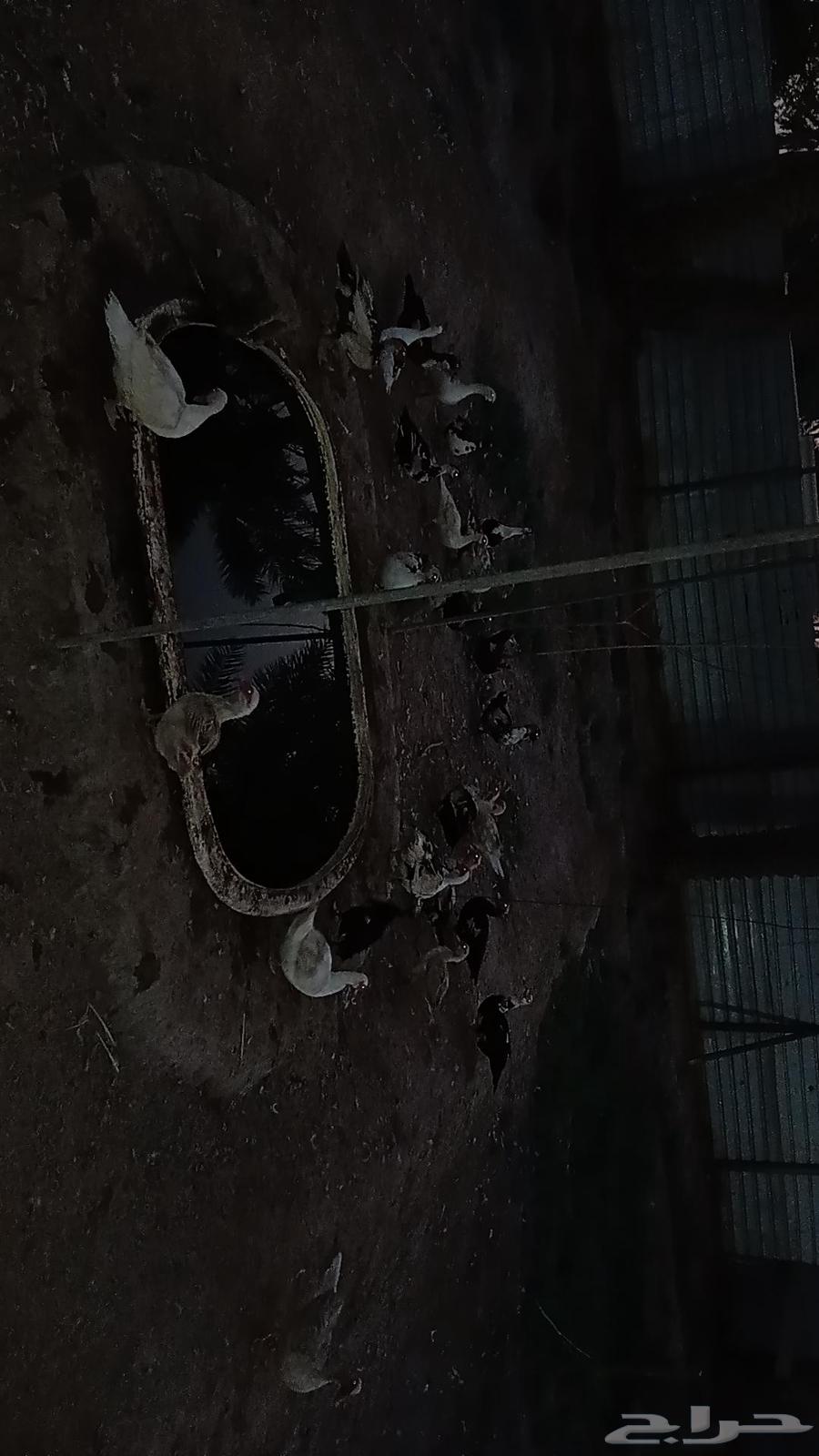 للبيع بط مصري 25 حبه64387759999617110