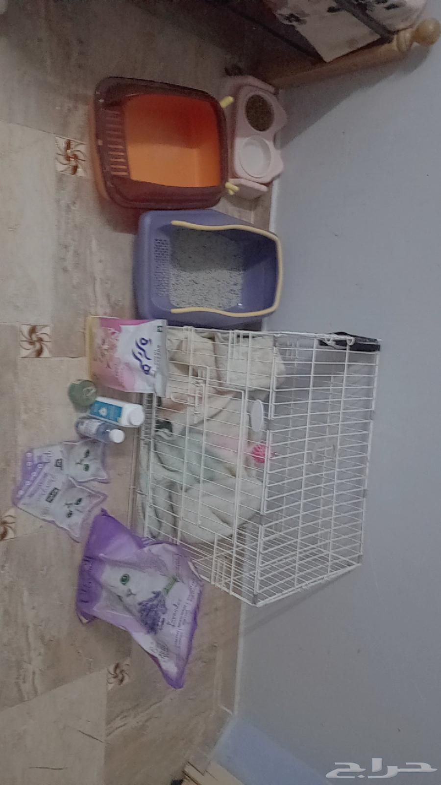 مستلزمات قطط للبيع64377988792579110