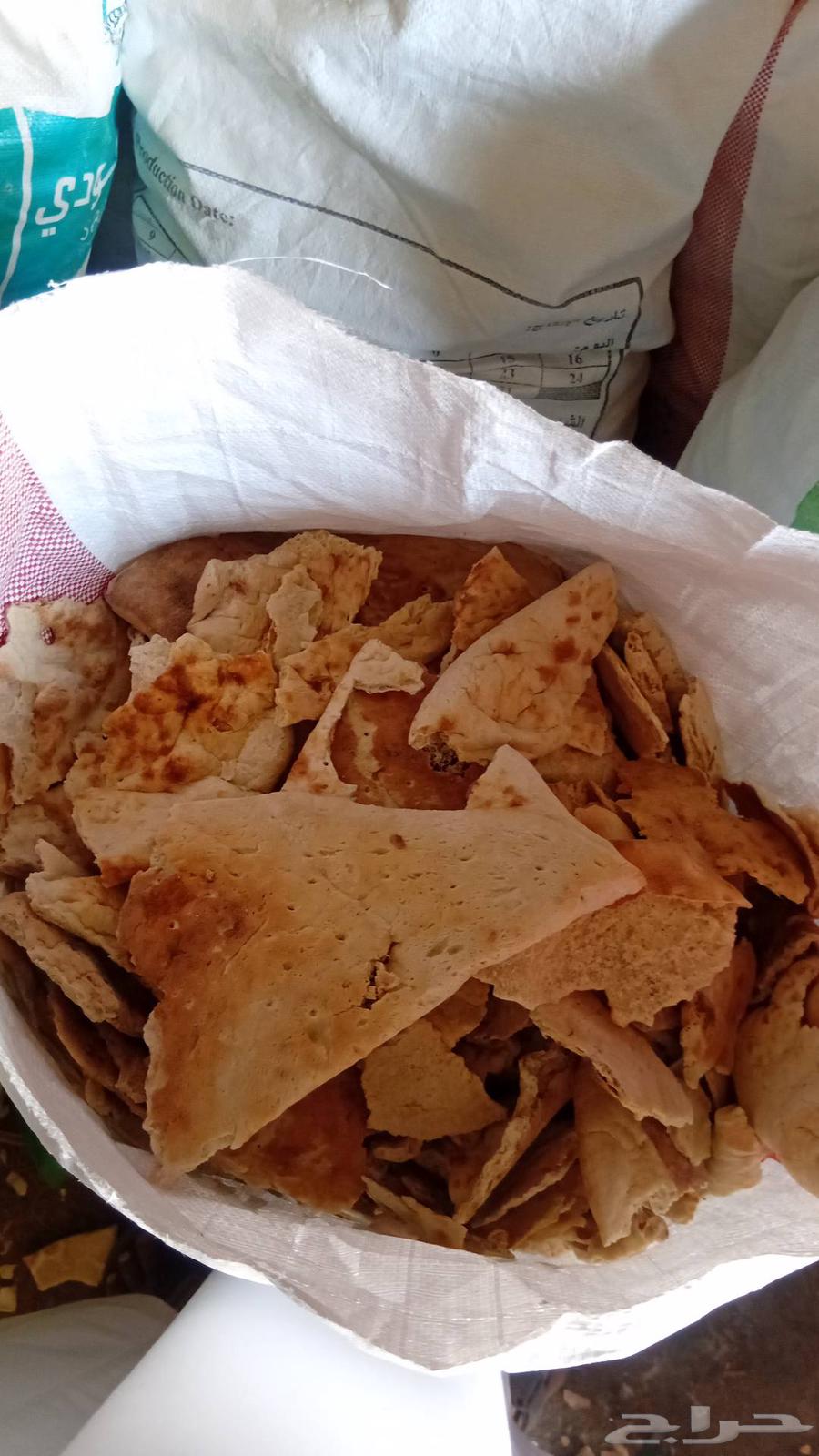 ينبع البحر64382169312001113