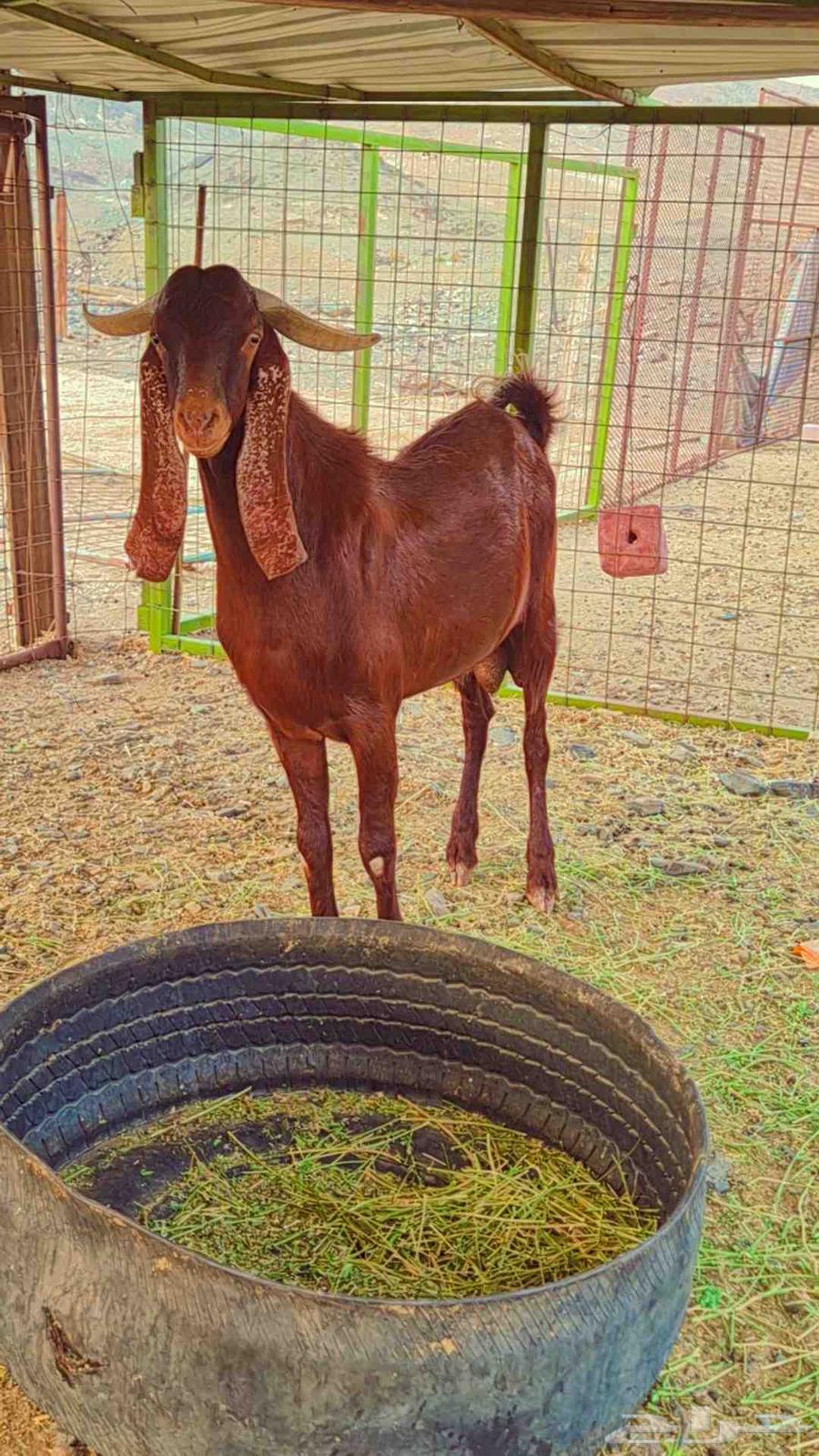 Adham Stud Ram .. Two-Year-Old64387871458818112