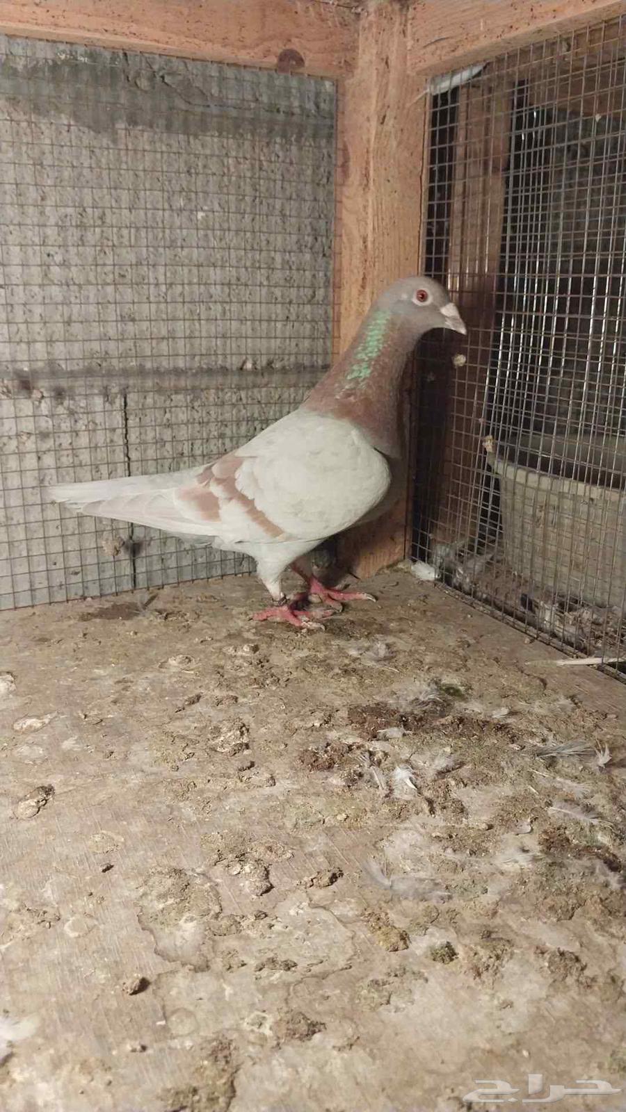 للبيع زاجل64380765029121110