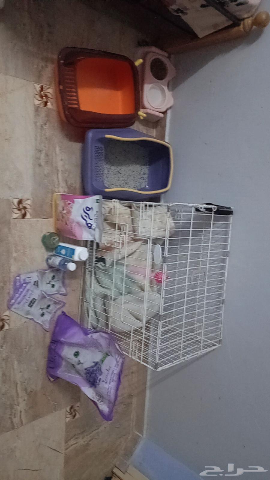 مستلزمات قطط للبيع64377988792579111