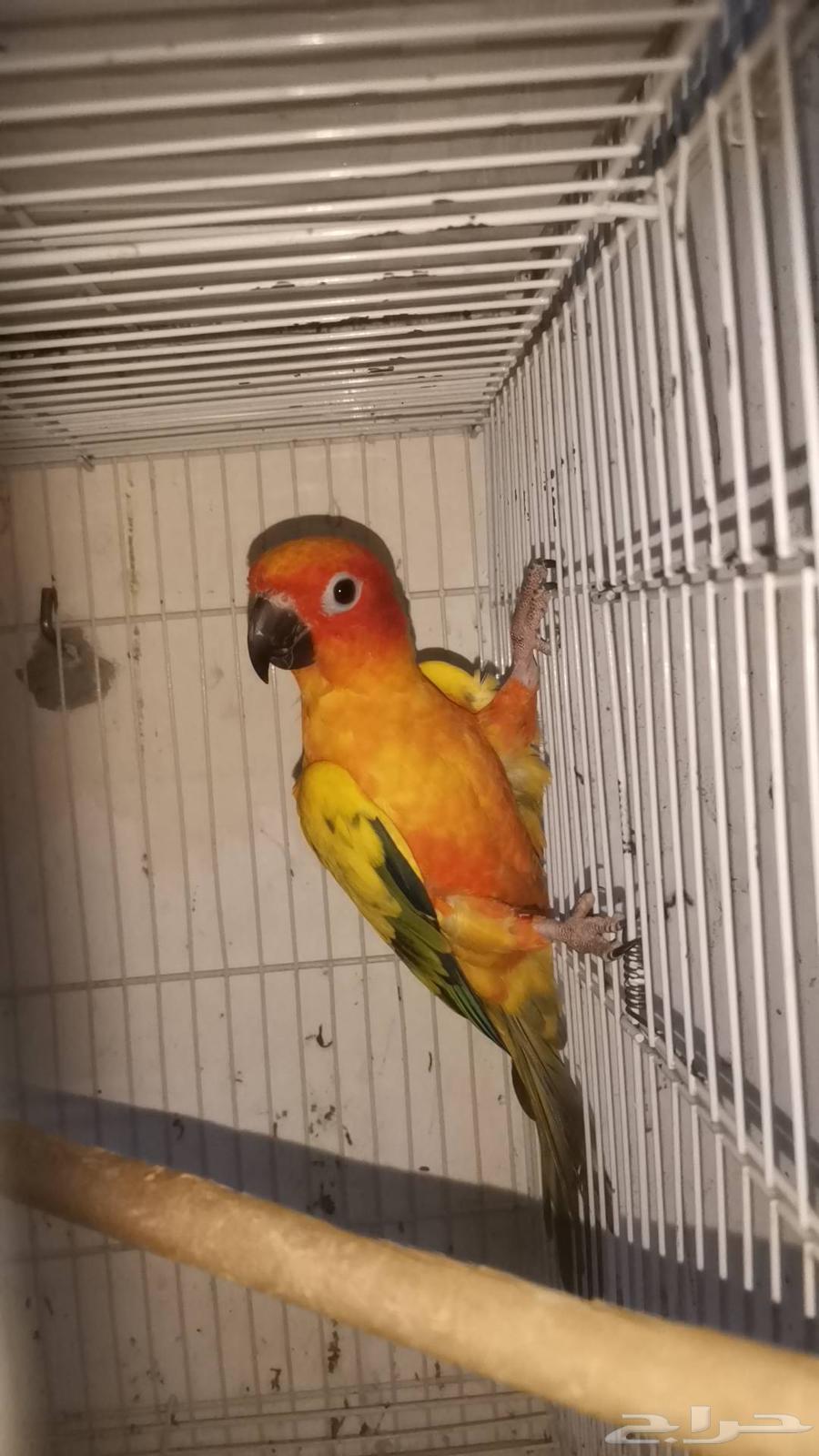 ذكر صن كنيور للبيع64379602431618111