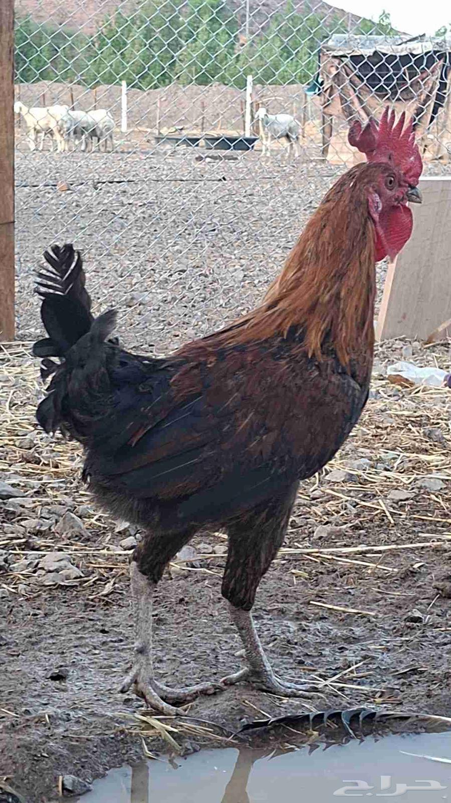 ديك بلدي64387732361345110