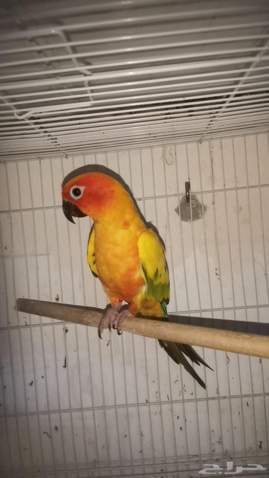 ذكر صن كنيور للبيع64379602431618110