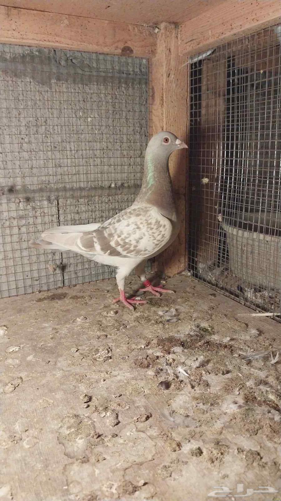 للبيع زاجل64380765029121111