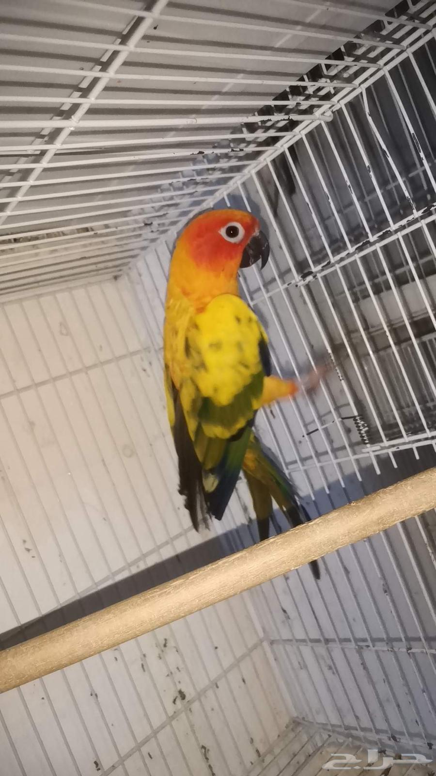 ذكر صن كنيور للبيع64379602431618113