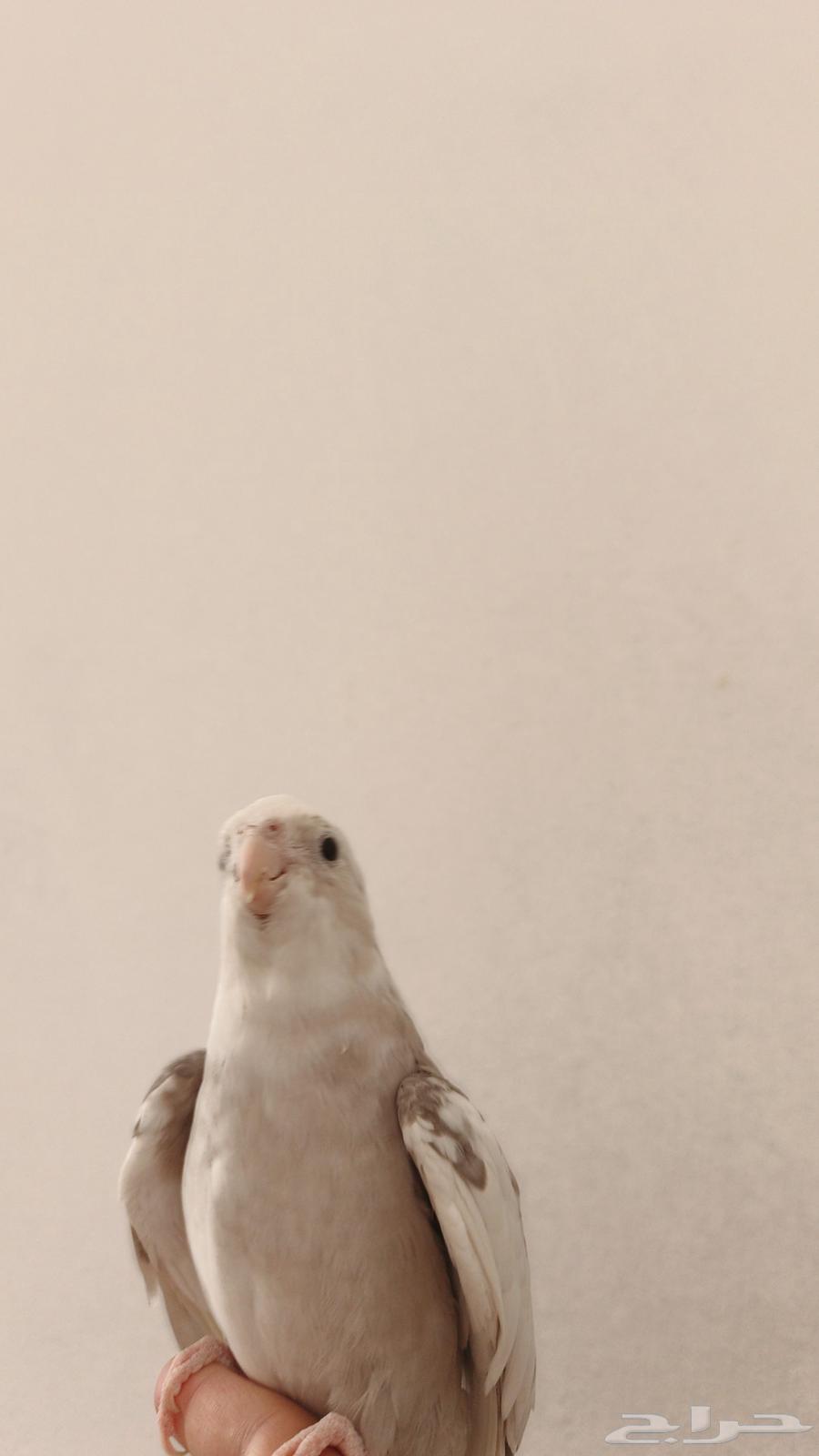 كروان متكلم وكنيور اليف للبيع64384134386690111