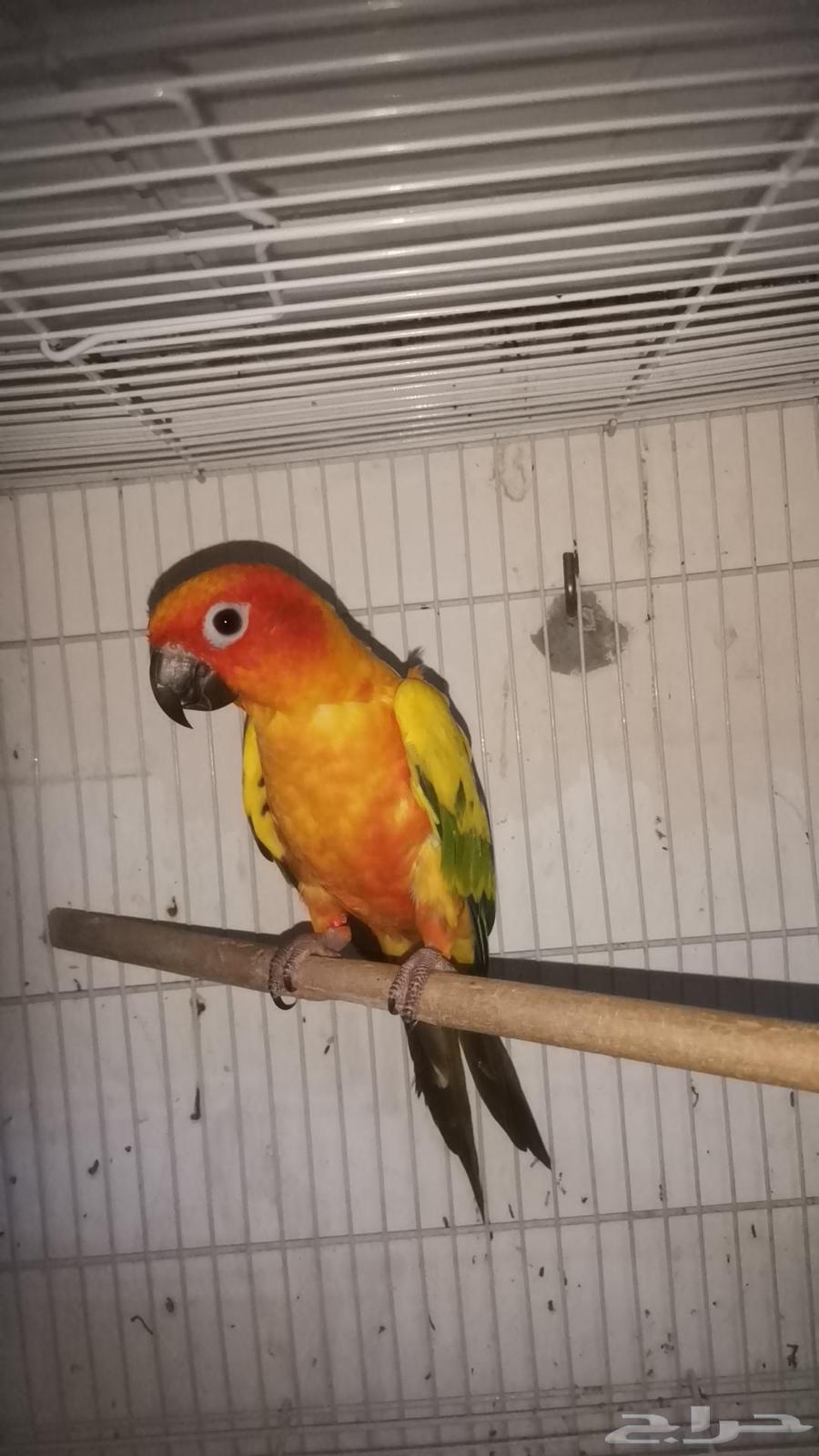 ذكر صن كنيور للبيع64379602431618112